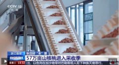 这里出产山核桃仁5吨